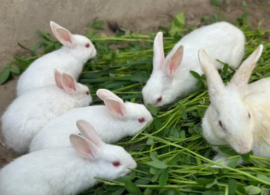 Ammantiax's tweet photo. Rabbits can produce up to 30 kits (baby rabbits) annually! With proper care and feeding, they reproduce quickly, making them a great investment for small-scale farmers 🏡. Imagine growing your farm exponentially with just a few rabbits. #RabbitRevolution #AgriHopper https://t.co/DW3LosjKgN