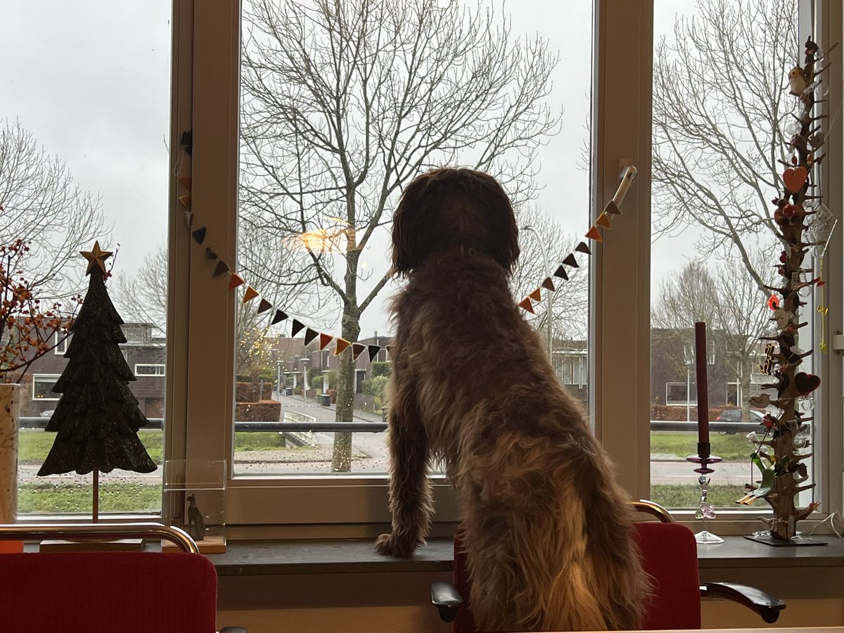 Sinterklaas ga toch a.u.b. niet aan mijn huisje voorbij namens #hulphondlucien