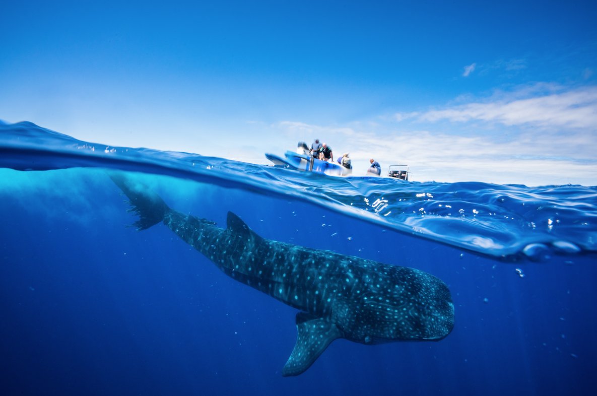 Sponsored | Swim in St Helena Island's crystal clear waters with these gentle giants.  

Don't miss this whale shark season between December and April.

Book now with direct flights from Cape Town and Johannesburg: flyairlink.com/en-za/flights-…
<a href="/sthelenatourism/">St Helena Tourism</a>