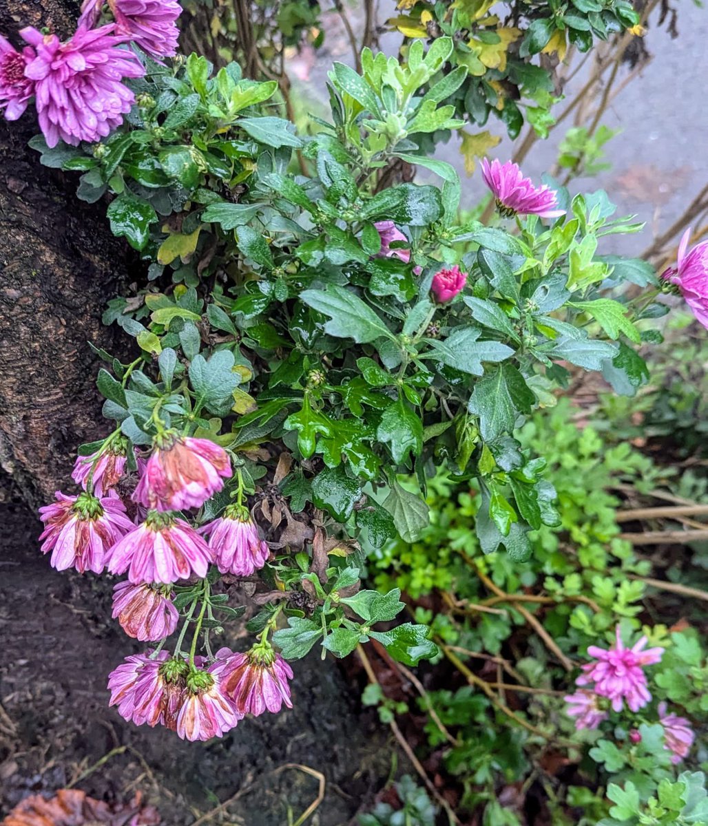 TheHeatonsWI's tweet photo. Our walk today took us from Debdale Park, along the Ashton Canal, through the Moravian Settlement and back to Debdale. An interesting walk with a history lesson included. And we didn't get wet-again!!! https://t.co/OPDYMQMelQ