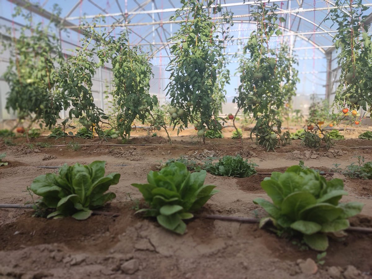 NexusRatio's tweet photo. 💡 En la nostra recent entrevista amb Hilfe Agrotechnical, descobrim com el seu departament de I+D no sols lidera la innovació en el sector agrotecnològic, sinó que també prioritza un ambient organitzatiu basat en la col·laboració i el benestar. 🌱

#I+D #Innovación https://t.co/3zQrjv52gS
