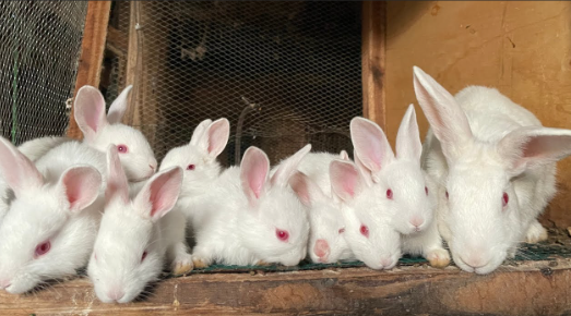 Ammantiax's tweet photo. Rabbits can produce up to 30 kits (baby rabbits) annually! With proper care and feeding, they reproduce quickly, making them a great investment for small-scale farmers 🏡. Imagine growing your farm exponentially with just a few rabbits. #RabbitRevolution #AgriHopper https://t.co/DW3LosjKgN