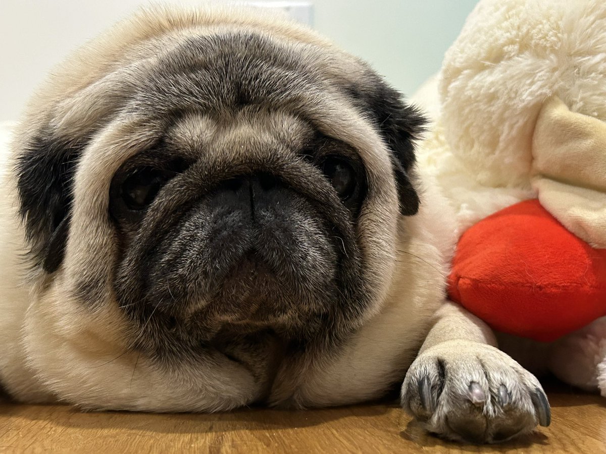 SallypugWeir's tweet photo. Good morning!
#sallypughugs #lovefromleota #blackpugs #puglife #pug #pugs #pugsofinstagram #dogsoftwitter #pittsburghpug #pittsburghpets #dogsofpittsburgh #dogsoftheburgh #cutepugsofinstagram #cutepugoftheday https://t.co/OPdCwCnCya