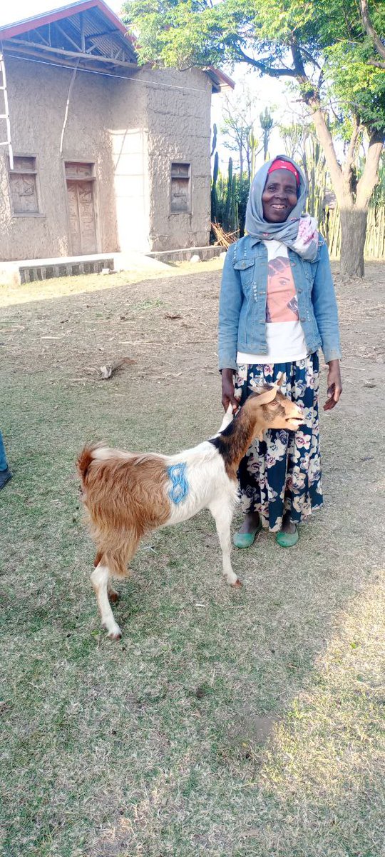 for_esd's tweet photo. 🌍 Empowering Women #ESD ✨
we’re excited to share the latest milestone—our in-kind support event! 🎉
101 women in Jara Kerara and Doyo Otilcho kebeles are receiving crucial support to enhance their livelihoods. The initiative provided: 101 prolific goats 🐐, ✨
#EmpoweringWomen https://t.co/gZ9lcUZOay