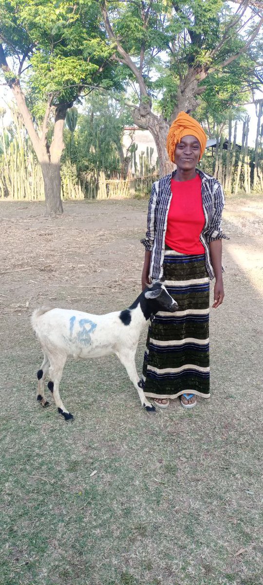 for_esd's tweet photo. 🌍 Empowering Women #ESD ✨
we’re excited to share the latest milestone—our in-kind support event! 🎉
101 women in Jara Kerara and Doyo Otilcho kebeles are receiving crucial support to enhance their livelihoods. The initiative provided: 101 prolific goats 🐐, ✨
#EmpoweringWomen https://t.co/gZ9lcUZOay