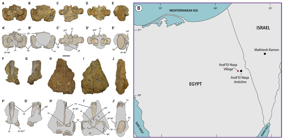 PaleoAlber's tweet photo. Sauropterygian remains from the Middle Triassic of Araif El-Naqa as the first identification of Simosauridae (Eosauropterygia) in Egypt https://t.co/VkgpKuJvHr https://t.co/YCjkHhplzU