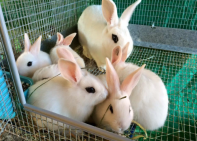 Ammantiax's tweet photo. Rabbits can produce up to 30 kits (baby rabbits) annually! With proper care and feeding, they reproduce quickly, making them a great investment for small-scale farmers 🏡. Imagine growing your farm exponentially with just a few rabbits. #RabbitRevolution #AgriHopper https://t.co/DW3LosjKgN