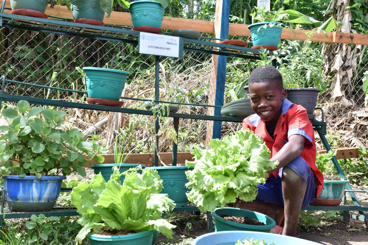 FAOCameroun's tweet photo. 🍜🥕🍎Alimentons l'avenir! 🍴
Des repas scolaires nutritifs et savoureux, grâce aux #ClassesVertes de @FAO, qui éclairent notamment sur l'usage des herbes et des épices cultivées dans le jardin potager scolaire pour rendre les repas plus sains et plus agréables!
#BetterNutrition https://t.co/tcejHs0CNF