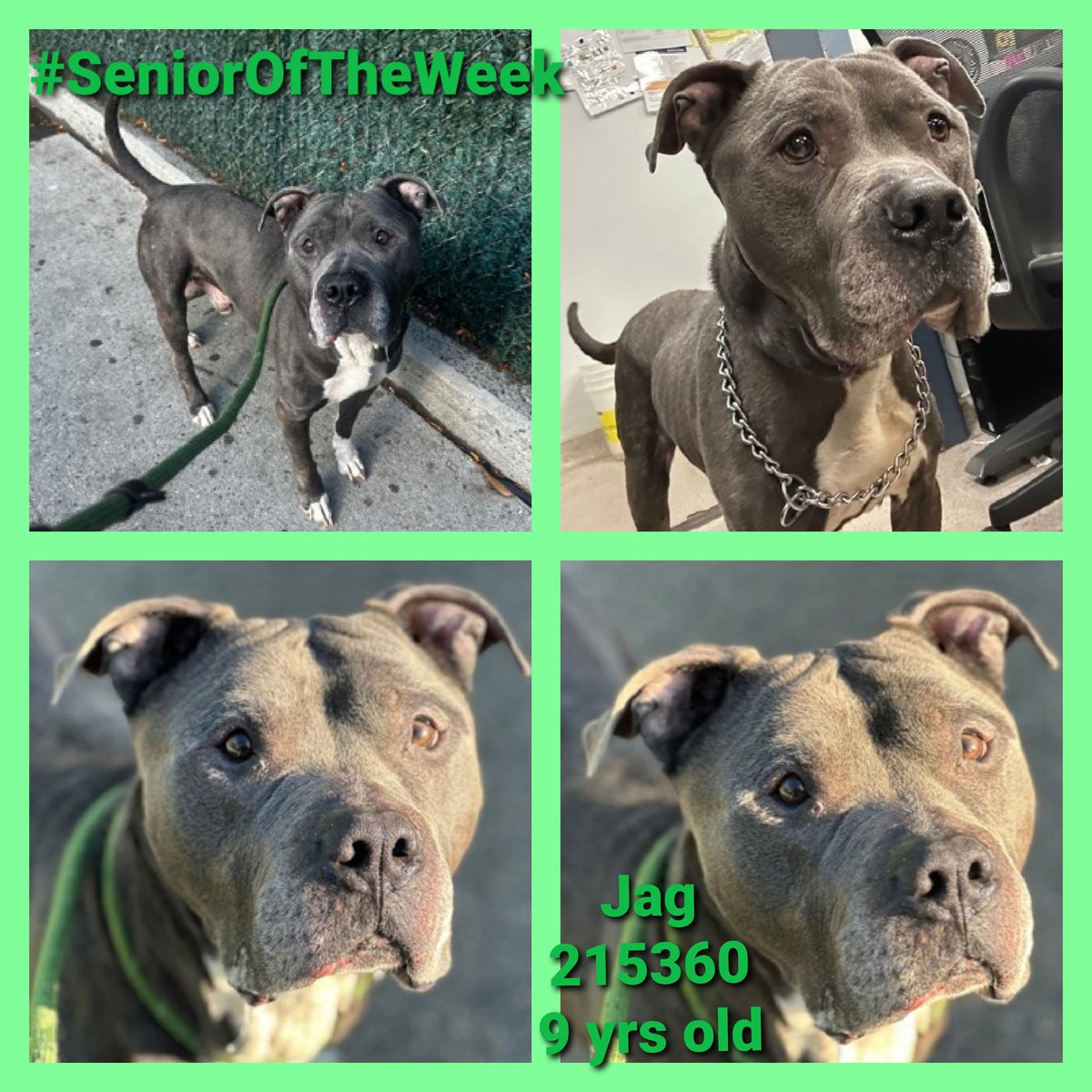 MorgFairsdogs's tweet photo. Jag 215360
#SeniorOfTheWeek
#SaveOurSeniors
#CelebrateShelterPetsDay
A handsome 9 yr old
Has medical issues
Sweet, social older gentledog
ok for kids 13+
Please find Jag a home for his golden years!
https://t.co/HyjTsQTxRp
#Pledge4Rescue #foster #adopt https://t.co/pU4WTWGa6W