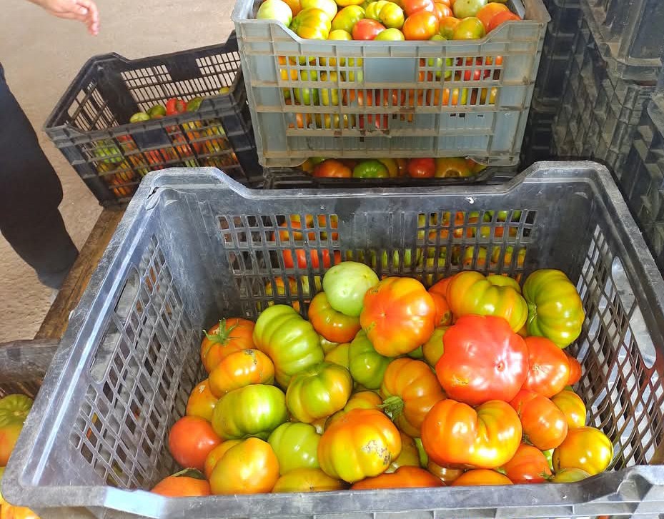 mausett's tweet photo. Este es ,el verdadero tomate Limachino ( el original) ,desapareció por los 90 ,siendo reemplazado ,por el larga vida ,que venden en los super y las ferias ,malo y sin sabor ..
Este otro es exquisito https://t.co/srwySoliOB