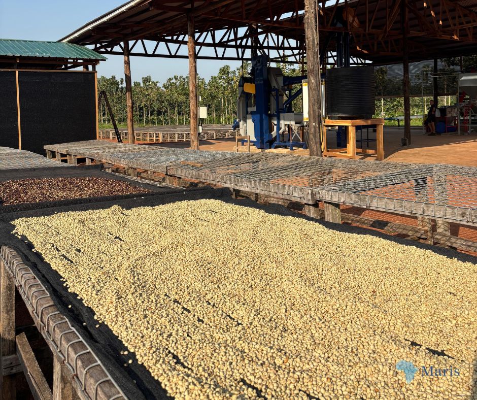 The first coffee beans of the season have arrived at Equatoria Teak Company (ETC). Through the Excelling in Excelsa project, ETC is growing Excelsa coffee in Nzara, South Sudan, with a network of more than 1,000 local out-grower farmers.