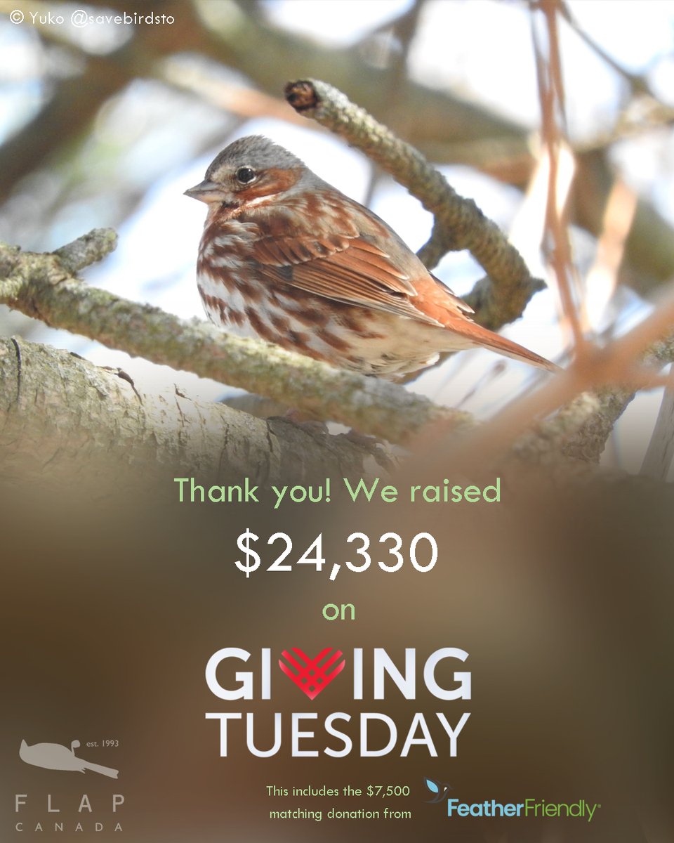 Thank you, we are blown away by everyone’s generosity during #GivingTuesday! 

We raised $24,330 that will go directly towards saving birds from deadly window collisions. A massive thank you again to <a href="/FeatherFriendly/">Feather Friendly</a>  for their matching donation of $7,500!