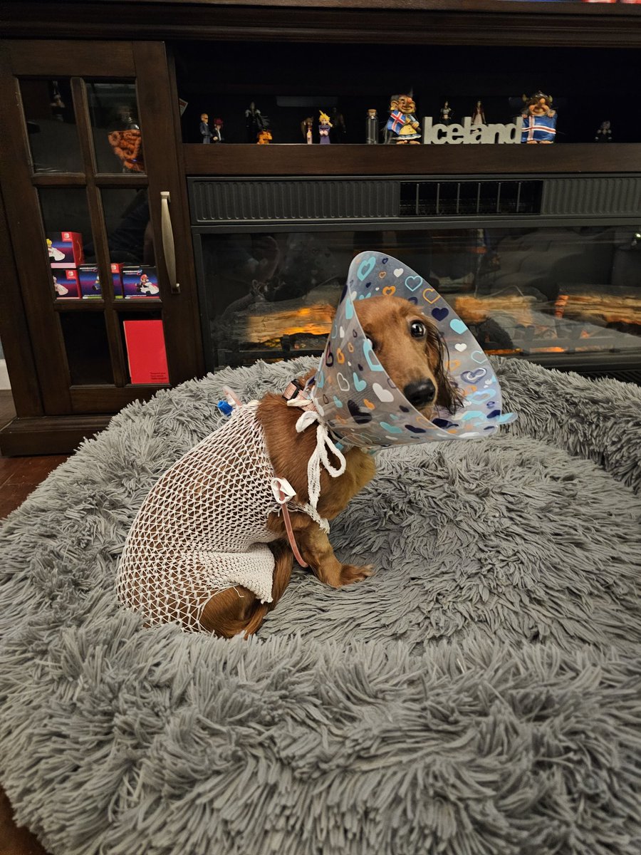 steampunktrash's tweet photo. Waverly is a 2 year old long haired dachshund who is loved beyond words by her family. After a spay, her  stitches came open &amp; quickly turned into a horrific emergency. Please help by sharing her story. https://t.co/LqkDtG8KWx #Dachshunds #veterinary #DogLovers #christmasmiracle https://t.co/h1Cfvyrqit