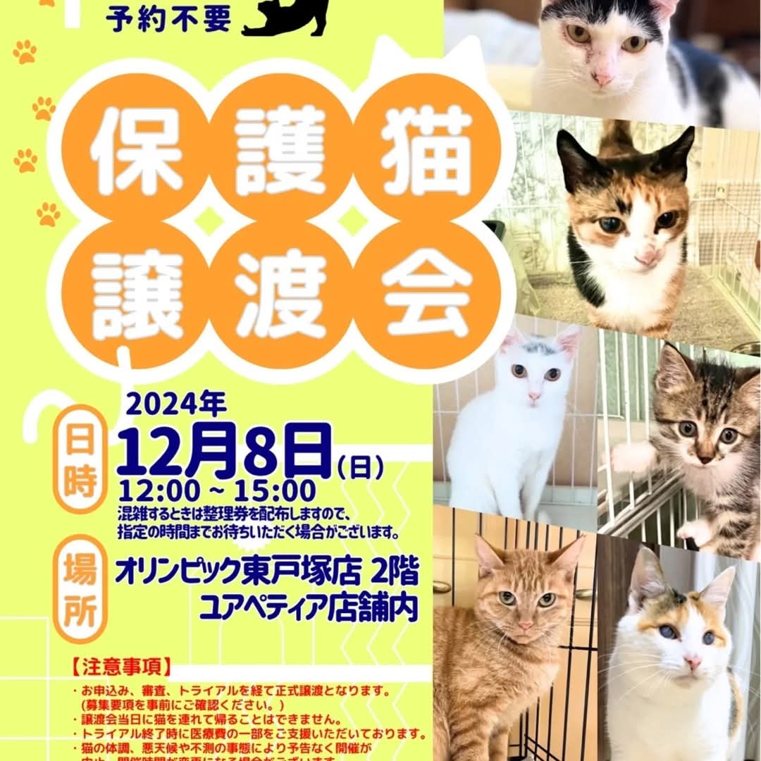 mikenosato's tweet photo. 🔶東戸塚譲渡会
オリンピック東戸塚店２階ユアペティア店内
12/8（日）12:00〜15:00
子猫から大人猫まで、横浜市内で保護された猫たちが参加します。
予約不要です。
#にゃぶ
#横浜市 
#里親様募集
#保護猫 https://t.co/Q7jjmjAFuS