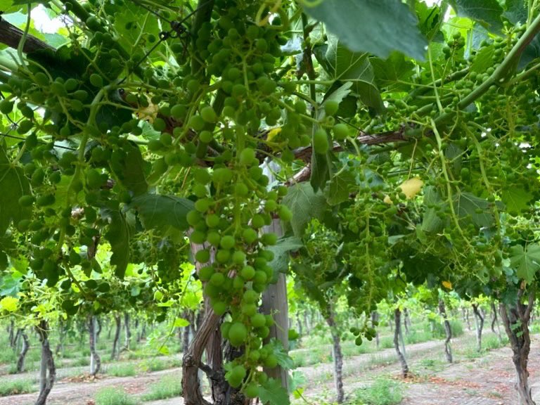 RJOProduce's tweet photo. Import season is rocking and rolling for several commodities. #rjoproduce #birddog #produce #producenews #marketing #importseason https://t.co/7OO15ZJVAd