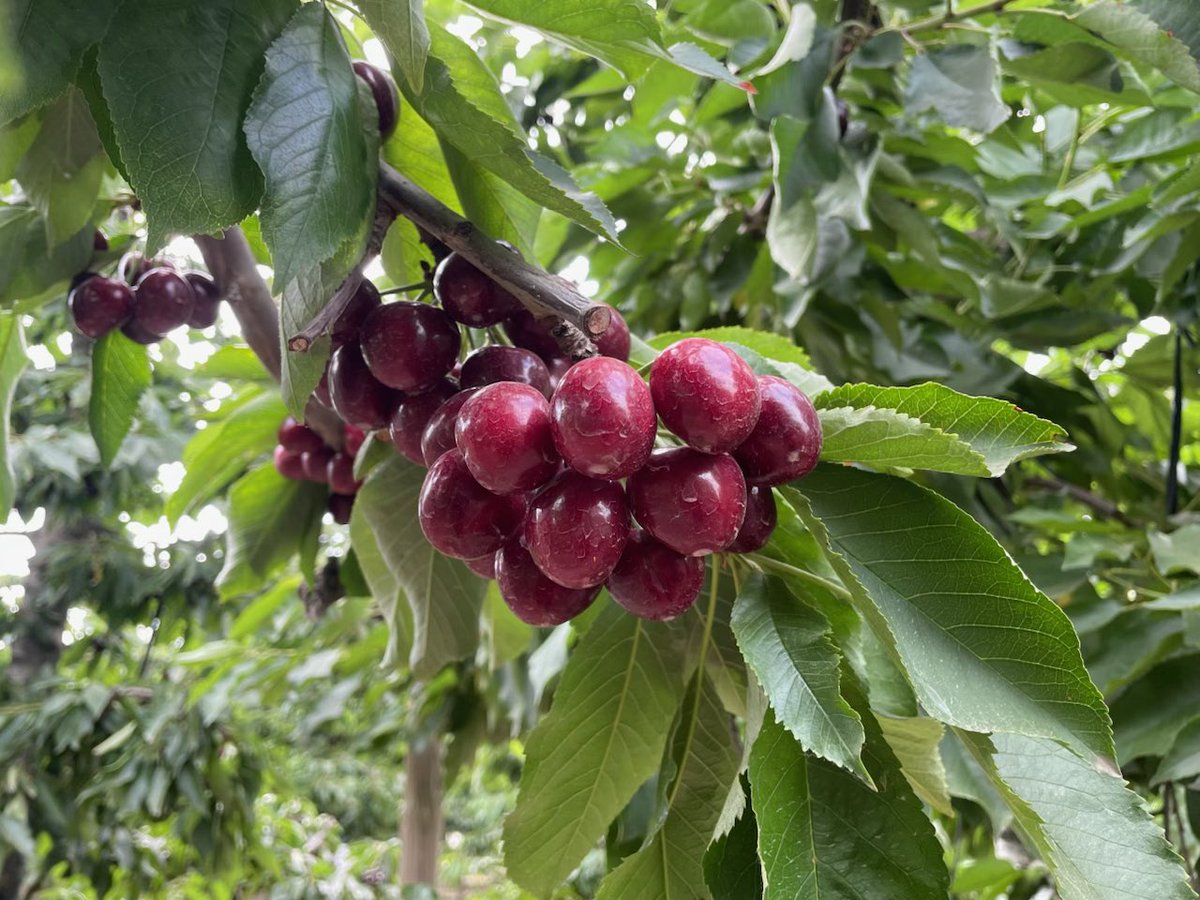 RJOProduce's tweet photo. Import season is rocking and rolling for several commodities. #rjoproduce #birddog #produce #producenews #marketing #importseason https://t.co/7OO15ZJVAd