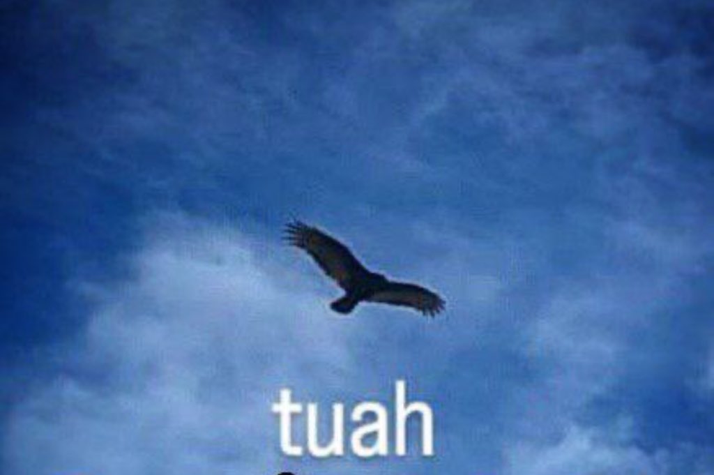 TheHornyDegen's tweet photo. $Hawk went 📉
So $Tuah can go 📈

SPITT ON THAT THANGG 💦 https://t.co/x2AlxBTt7r