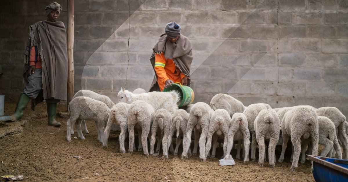 RoffMills's tweet image. If you produce animal feed, take a look at Roff’s selection of milling equipment expertly made for this purpose:  hubs.li/Q02ZX3610  
#AnimalFeed #MillingSolutions #RoffEquipment #FeedProduction #AgricultureInnovation #SustainableFarming #FeedEfficiency #FarmTech