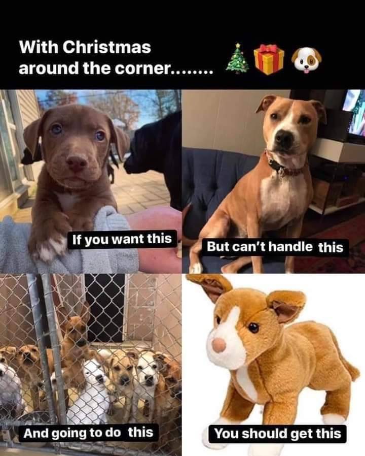 Heckin Good Dogs (@heckingooddogs) on Twitter photo 