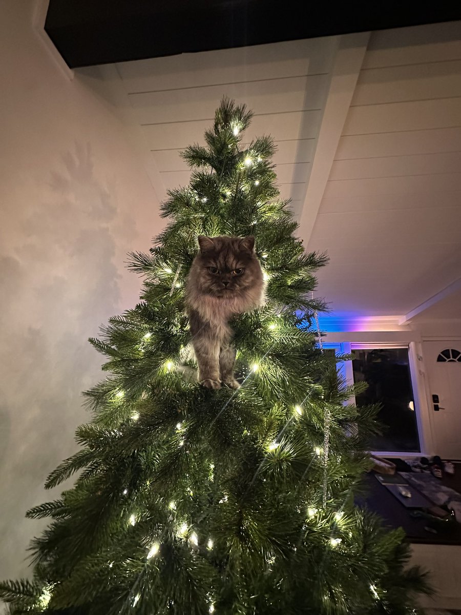 Cat in the tree‼️