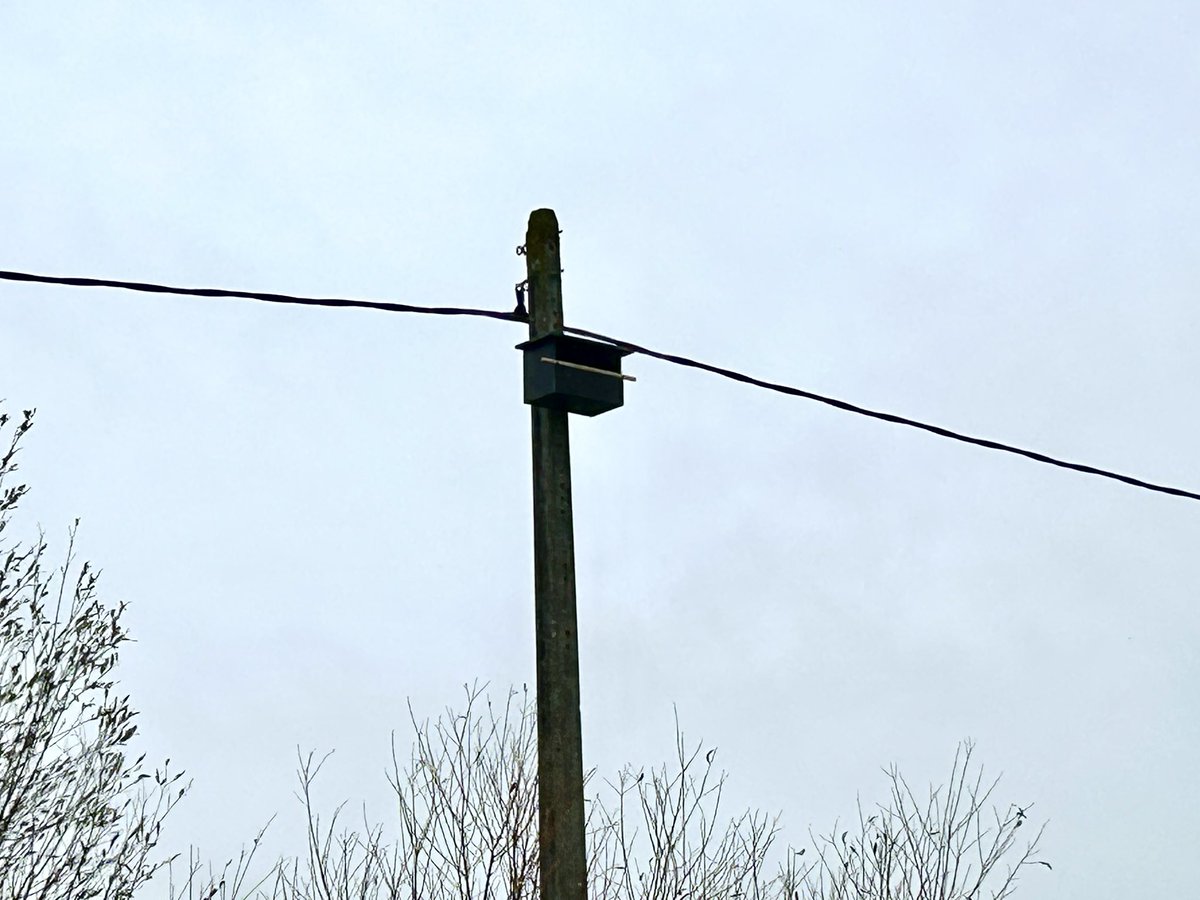 #EnDirect de #Nieurlet dans les #Flandres pour fixer un nichoir à faucon crécerelle (un rapace très utile à la #biodiversité) sur un poteau ⚡️ sous tension en 🤝partenariat avec les représentants locaux  <a href="/LPOFrance/">LPO France</a>. À la nacelle, Rodrigue &amp; Erwann, 👨‍🔧 <a href="/enedis/">Enedis</a> #NPDC à #Hazebrouck,