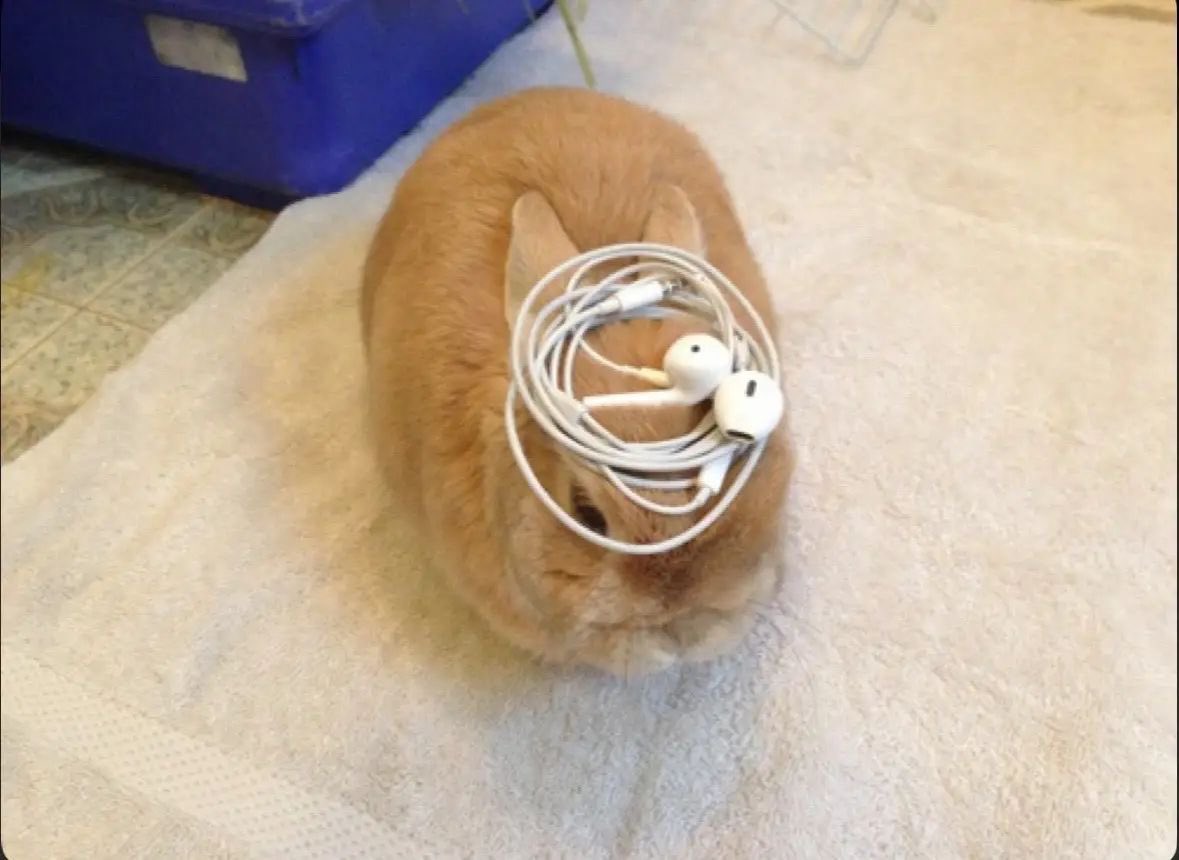 Why you should have a rabbit (@shouldhaverabit) on Twitter photo 