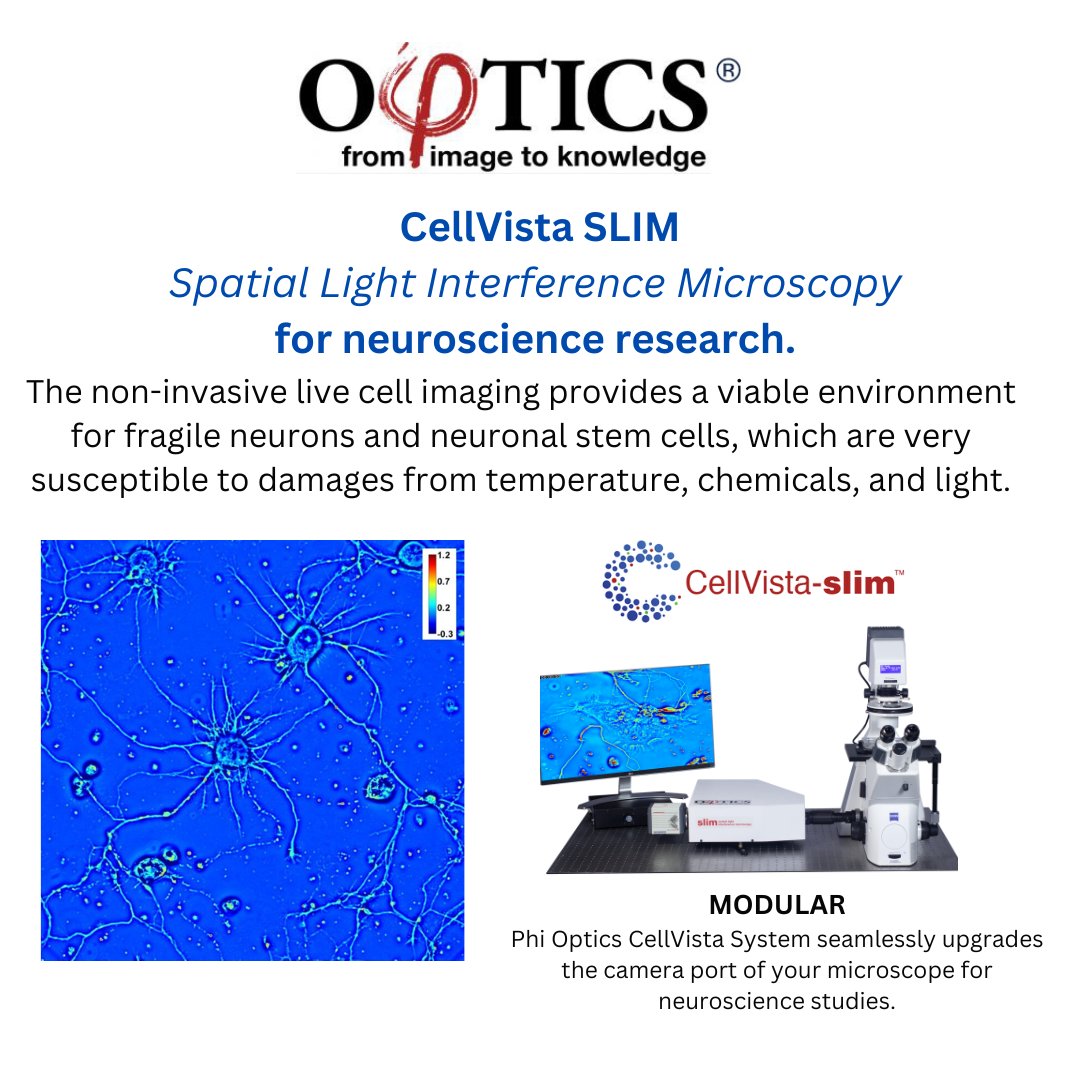 phioptics's tweet image. Neuroscientists visualize live cells in detail. Explore 100+ publications using Phi Optics Cell Vista SLIM/GLIM for imaging: phioptics.com #quantitativephaseimaging #Neuroscience #LiveCellImaging #CellBiology #Microscopy #PhiOptics