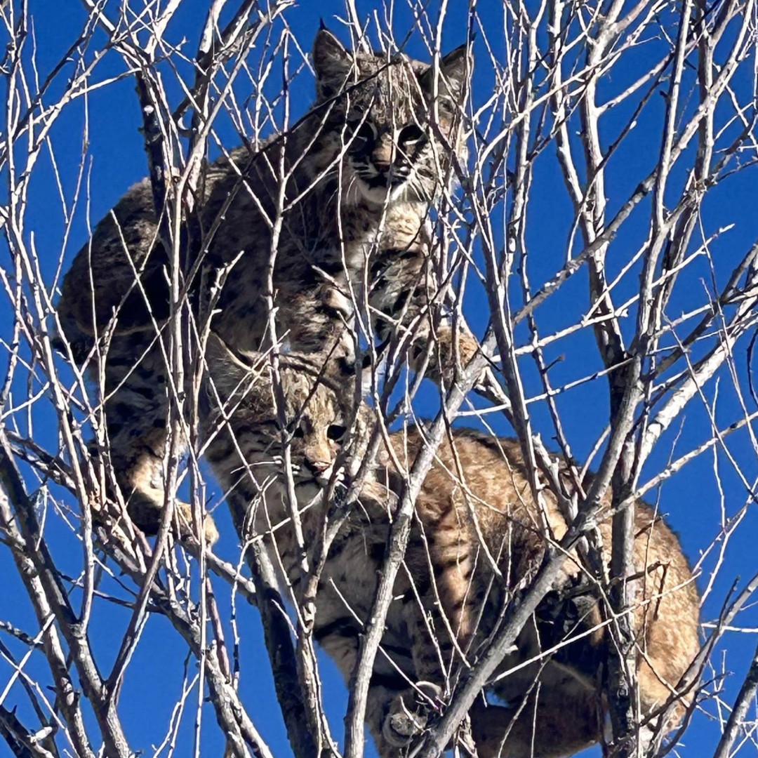 🎶Deck the tree with boughs of bobcats, fa la la la la, la la la la 🎶 

Any cat owners out there have cats that are obsessed with your holiday tree? Turns out things aren’t too different for their wild relatives, bobcats. 

📸Chris Moehring/USFWS