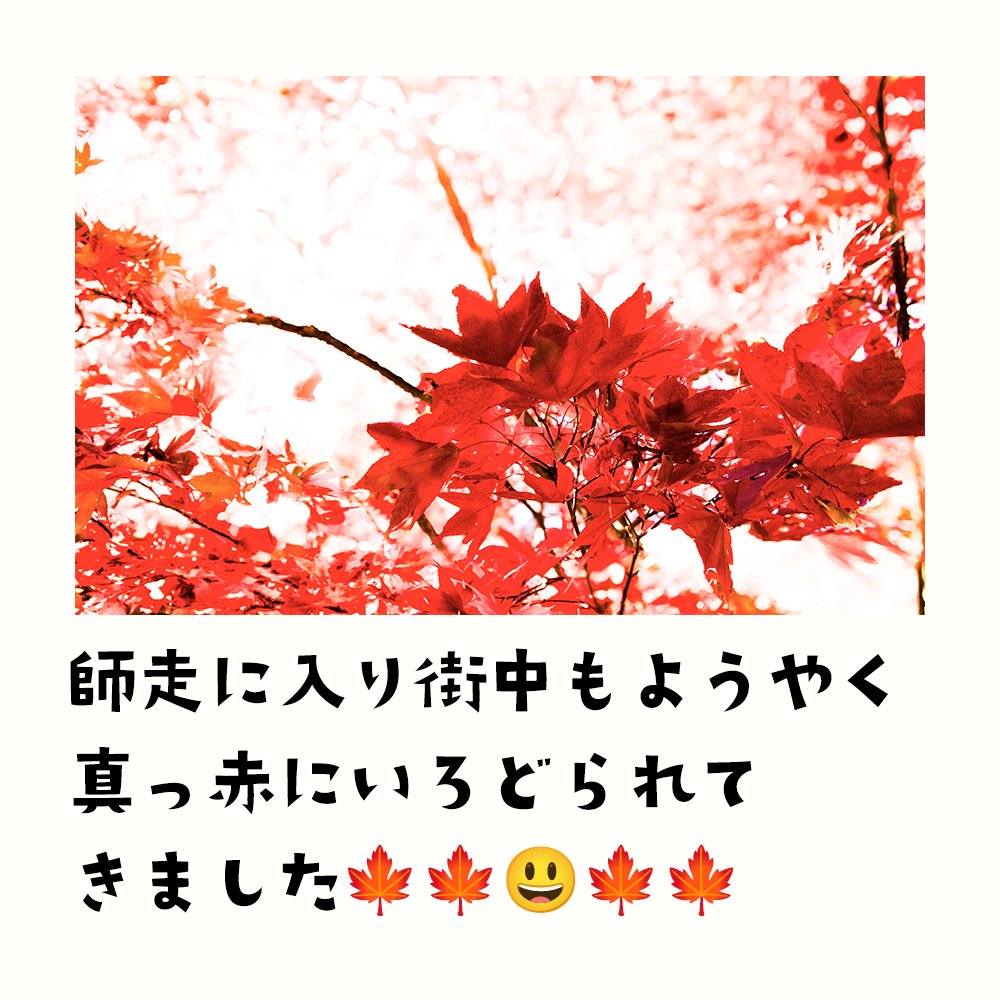 graphics29871's tweet photo. ようやく名古屋市内も紅葉🍁🍁

#紅葉 #晩秋 #初冬 #風景 #名古屋 #お写んぽ 
#ファインダー越しの私の世界   #photo_map https://t.co/3CMb7xpiGg