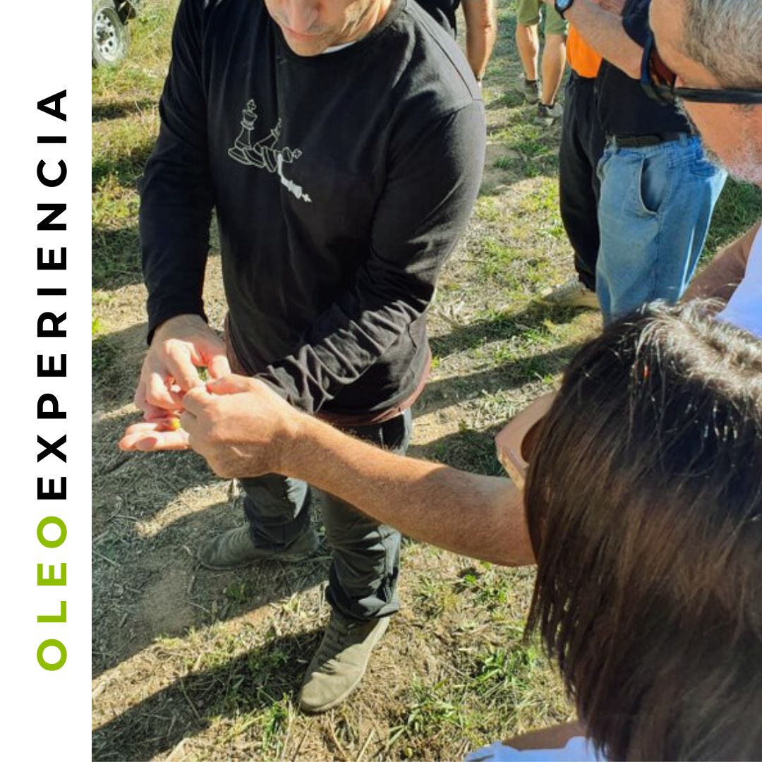 olicatessen's tweet photo. 🌿 Descobreix l’emoció d’aprendre i gaudir amb l’oleoturisme entre oliveres! 🌿

#Oleoturisme #OliDOlivaVergeExtra #Aprenentatge #Olicatessen https://t.co/zpkq0hrtFi