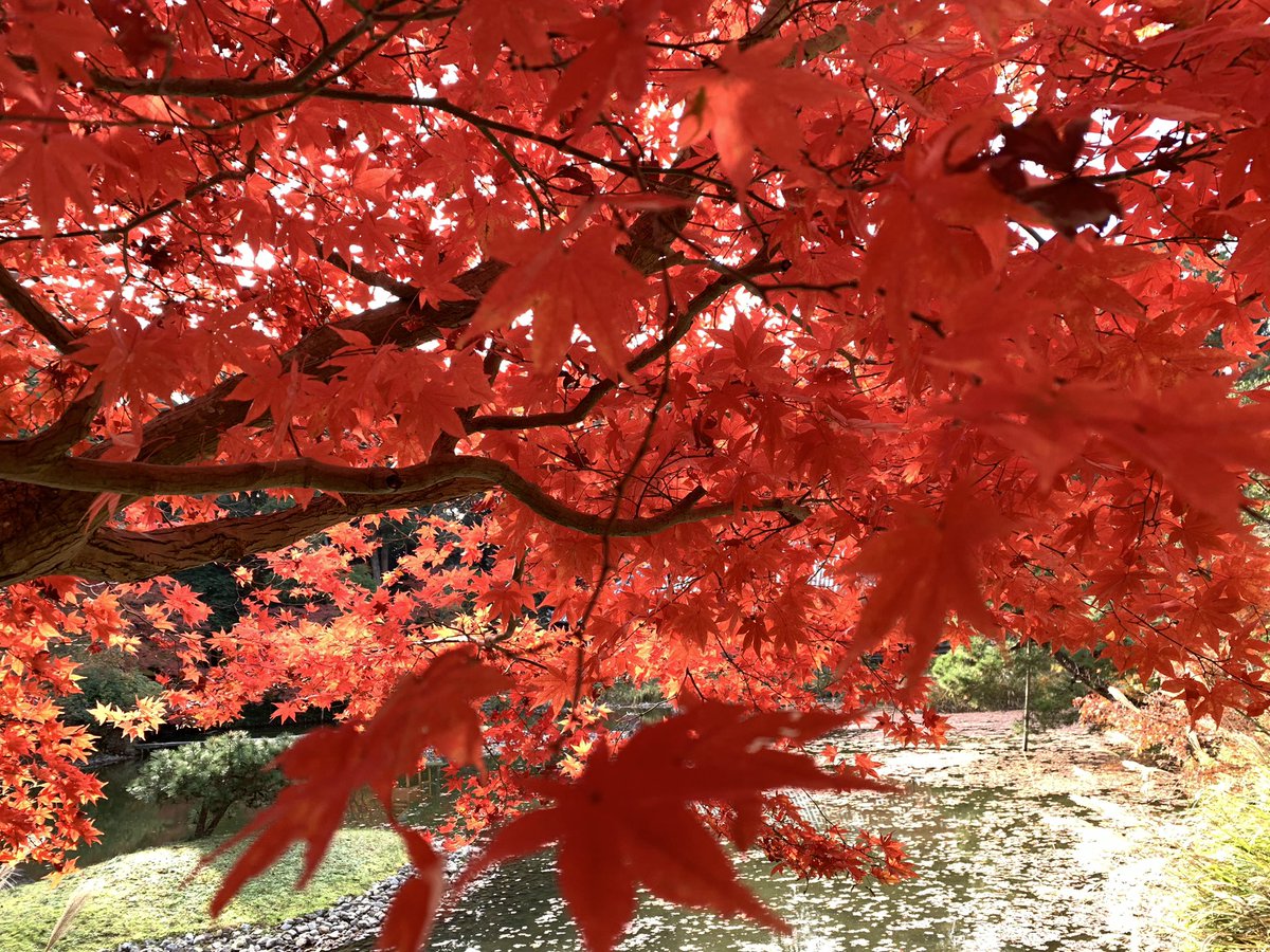 mie7000's tweet photo. 浄瑠璃寺🍁 https://t.co/Qc1DZLBxwG