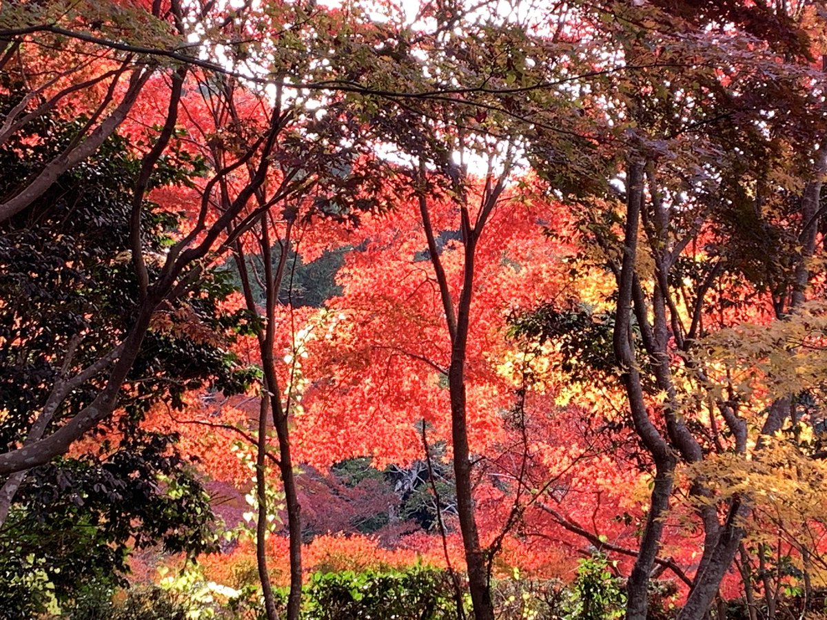 mie7000's tweet photo. 浄瑠璃寺🍁 https://t.co/Qc1DZLBxwG