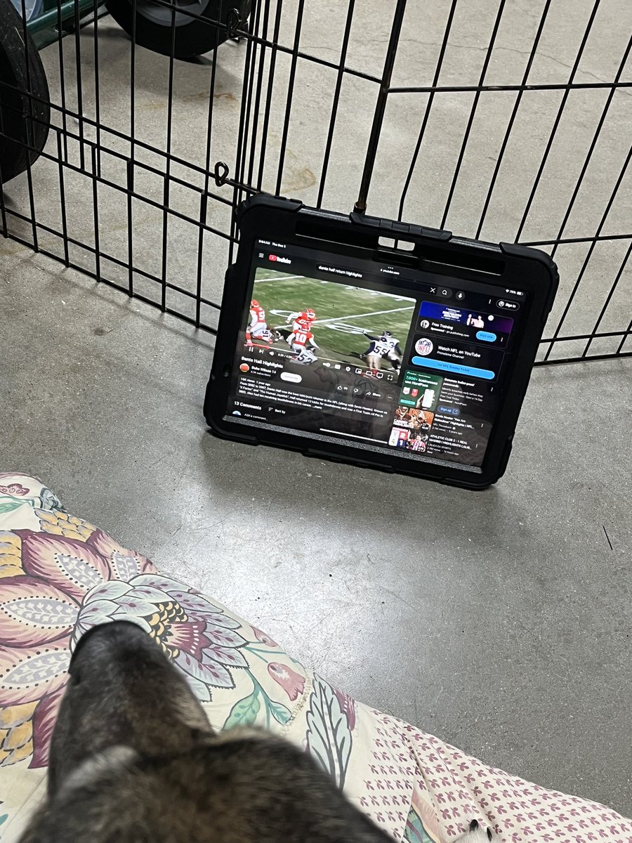 miles_highclub's tweet photo. Work wife likes to put on Youtube for her dog at work. Had to put the lil fella onto #realball #humanjoystick https://t.co/PTHw1LnG0t