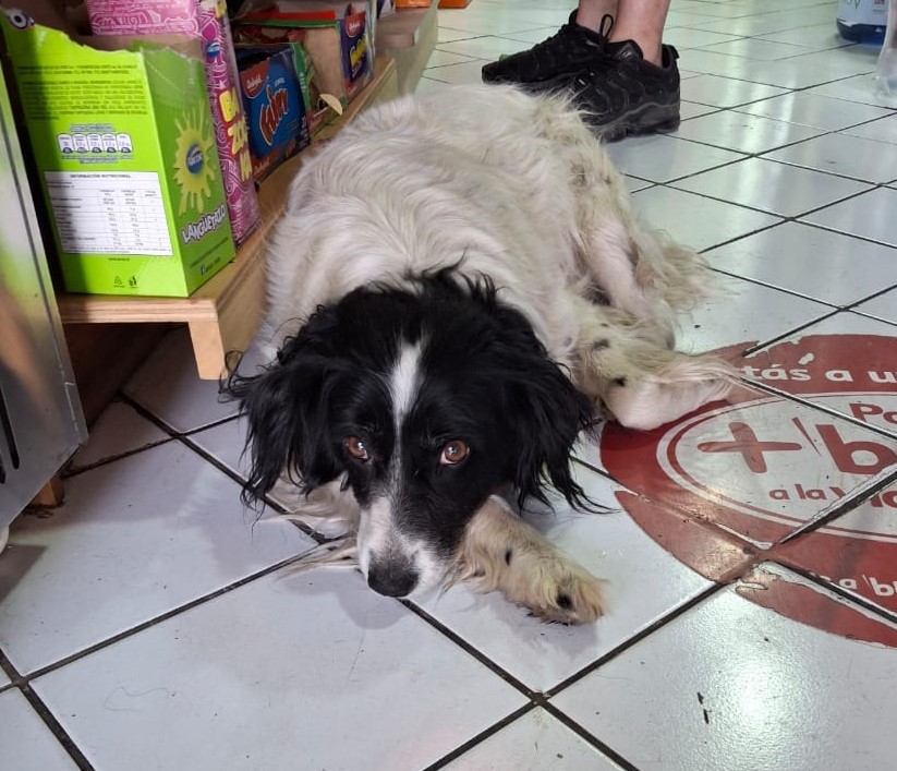 Buscan a los dueños de este perrito que llegó a un negocio, en calle Seminario en Providencia, hoy jueves en la mañana. Dicen que ha llorado mucho y se ve muy triste. Si lo reconoces, darle un temporal o adoptarlo, comunícate al +56976660879. Favor RT! 
#Providencia