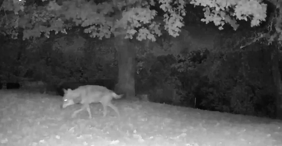 GardensInItaly's tweet photo. New blog post | A wolf at the door, grave robbing plus worrying environmental changes. More musings from #umbria . https://t.co/OW7wPAxh6G https://t.co/LNFNZ4DGUb