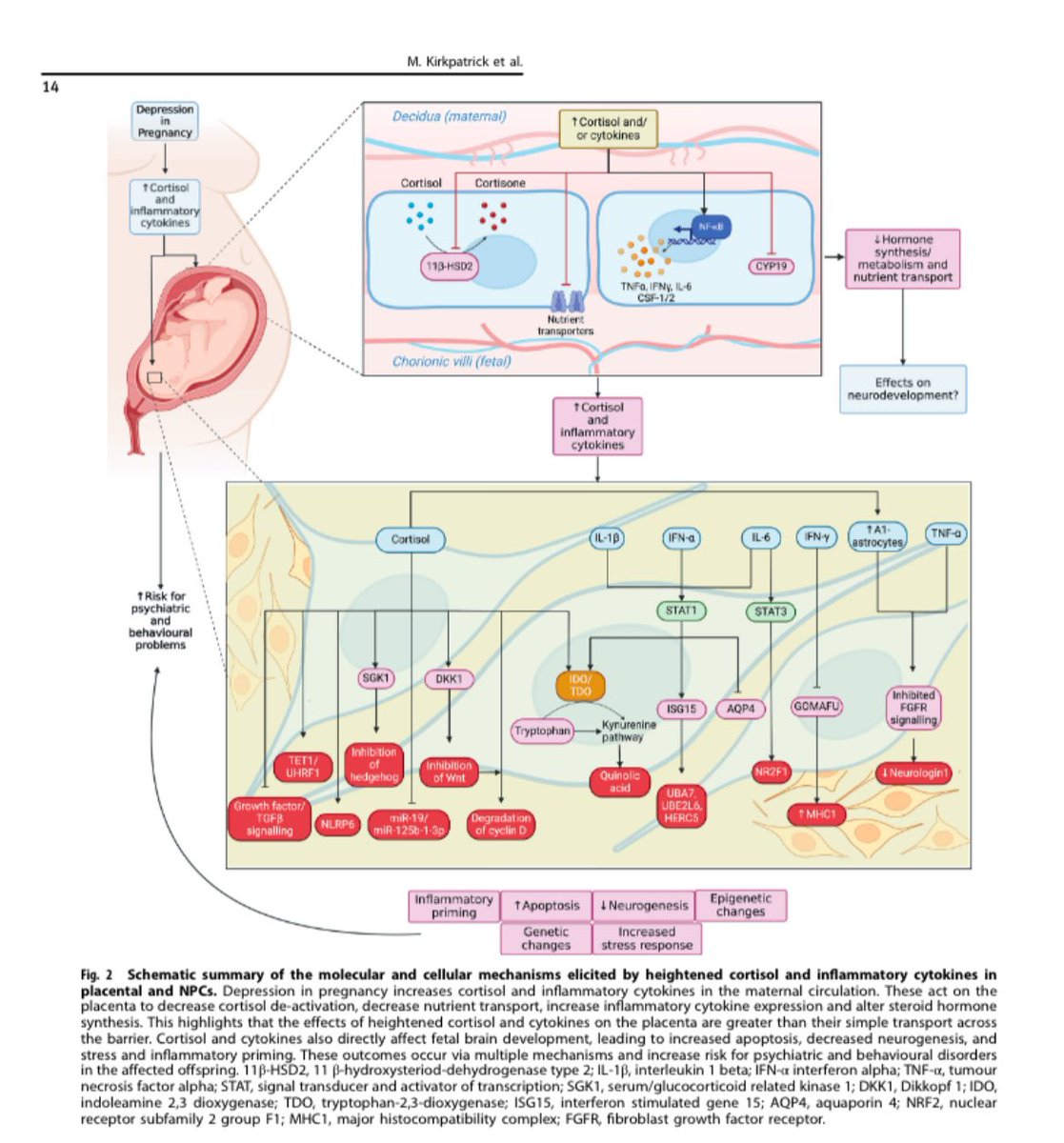 Very excited that our paper “From placenta to the foetus: a systematic review of in vitro models of stress- and inflammation-induced depression in pregnancy” has just been published in <a href="/molpsychiatry/">molecularpsychiatry</a> 🤩