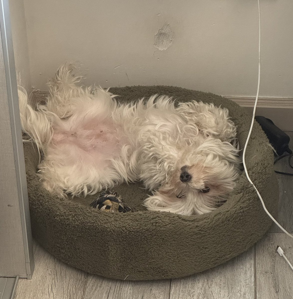 SoolMontin's tweet photo. #juevesdeplp una perrita que ama dormir panza arriba❤️‍🩹 https://t.co/agSoKiVV9m