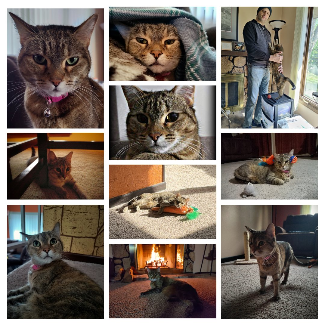 Shawn Kowalski tweet media