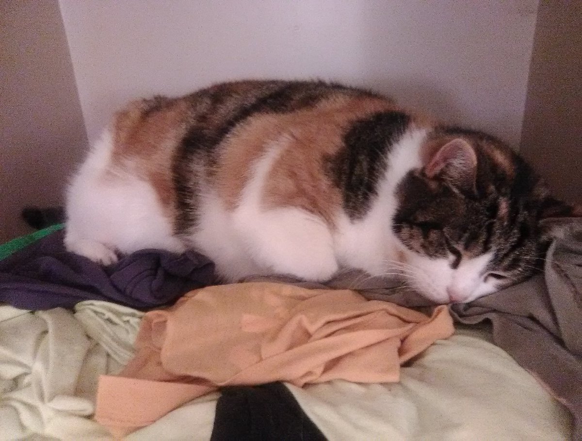 FriendlyPengu's tweet photo. friends, pengmin found out pengcat is terminal yesterday, she rapidly deteriorated, and will be crossing the rainbow bridge... much sooner than I prepared for.

check on those you love, friends. https://t.co/FAK5z687uR