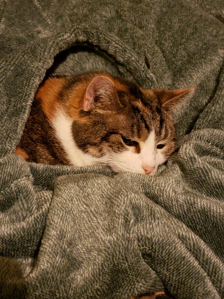 FriendlyPengu's tweet photo. friends, pengmin found out pengcat is terminal yesterday, she rapidly deteriorated, and will be crossing the rainbow bridge... much sooner than I prepared for.

check on those you love, friends. https://t.co/FAK5z687uR