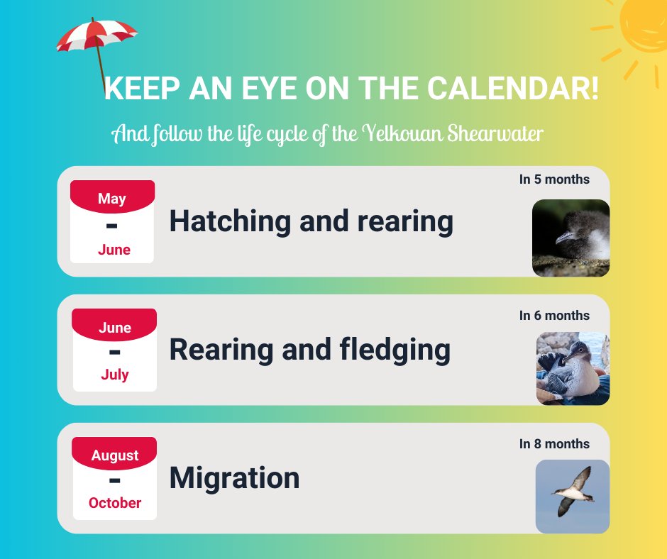 🎄 Guess who’s spending Christmas in Malta?

While we’re preparing for the festive season, so are the Yelkouan Shearwaters! These incredible seabirds are returning to Malta, ready to prepare their nests and begin a new chapter in their life cycle.

At this time of year, Yelkouans