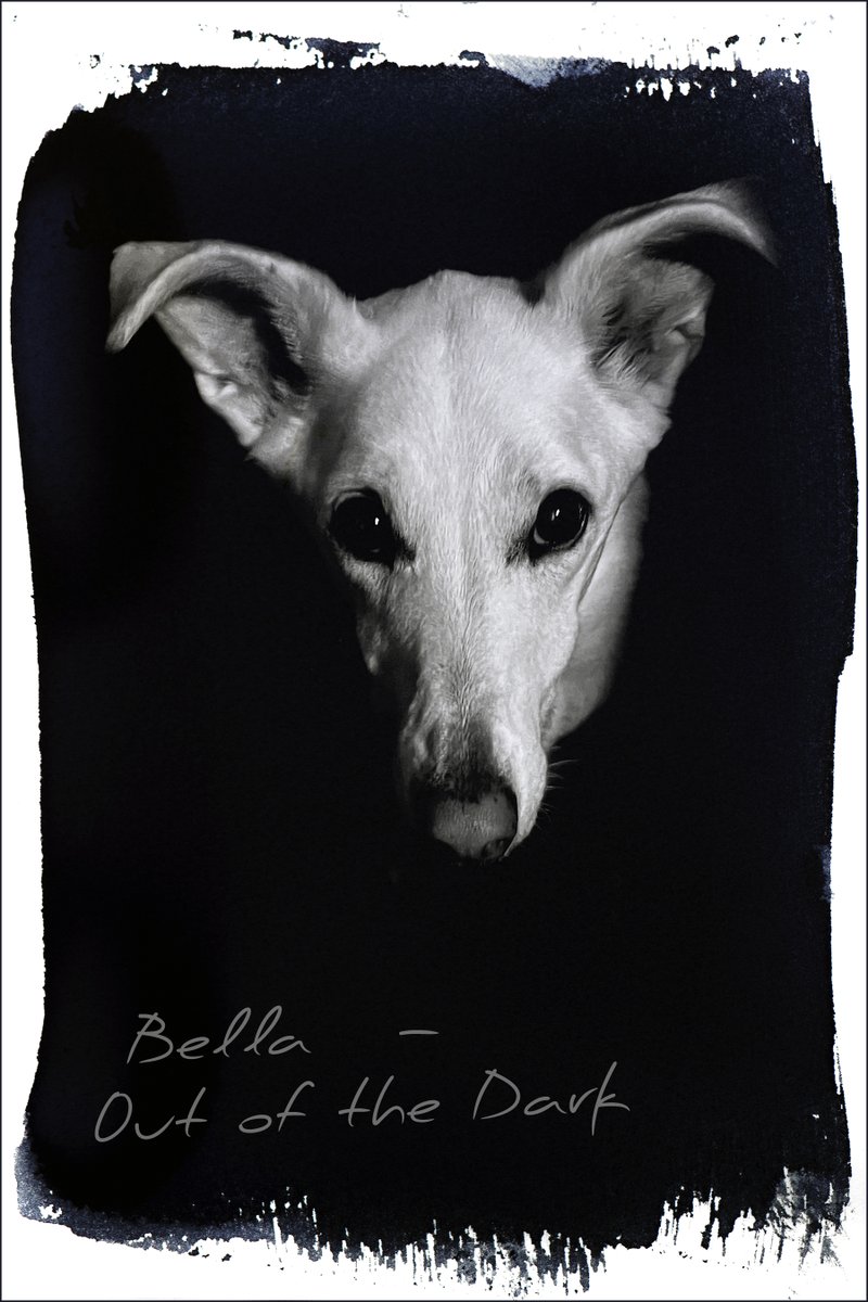 Bella the Lurcher (@bellathel) on Twitter photo 