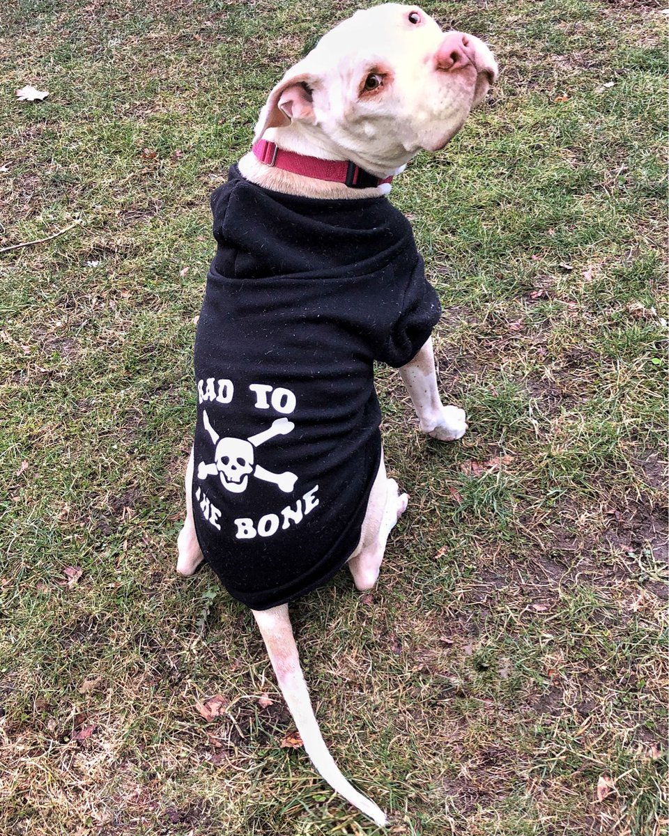 It's sweatshirt weather! 🦴