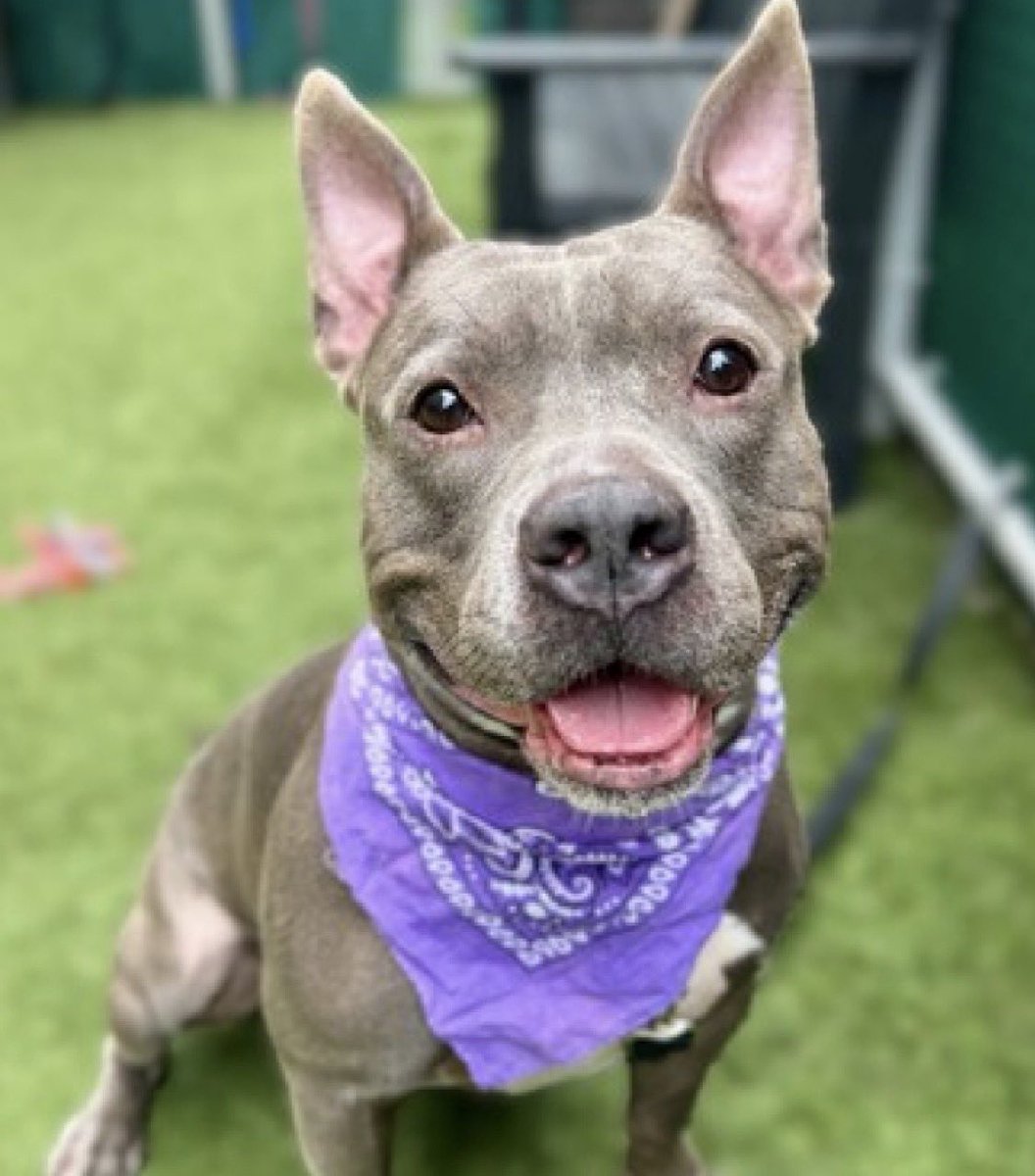 MyBoxerLuvMac1's tweet photo. 💔Iron Titus 💔
#NYCACC #203174 4y
▪️LAST CALL ❗️
▪️KILL COMMAND ❗️
Precious sweetie's💔,
affectionate, playful, grt on leash, waggy w dogs!
deserves loving, N.East #Foster/#Adopter, 2 decompress + blossom, not death!
DM @notthesameone2
Pls #Pledge4Rescue
💞Iron Titus https://t.co/5nO8Joup4o