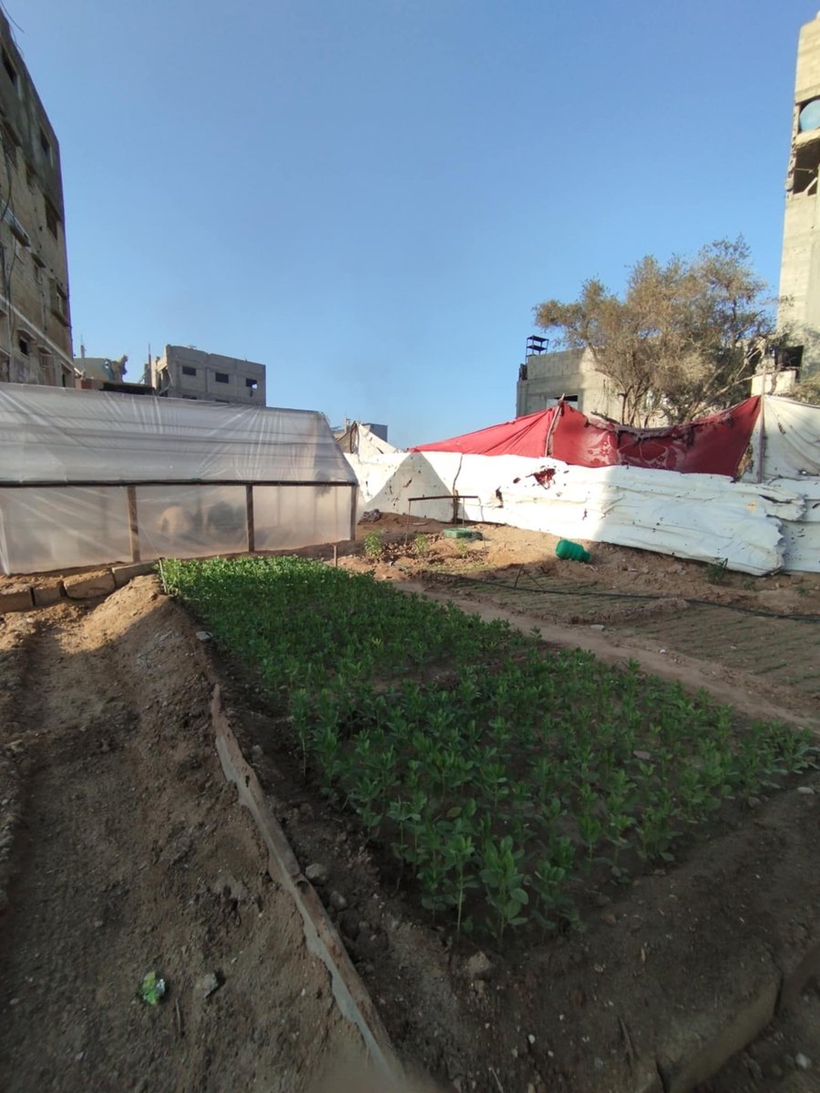 ABOOGGGGLLL's tweet photo. @StarRailVerse1 Hello guys We hope you look into our story in the previous days thanks to your support we are able to buy some agricultural seeds and plant them and we hope for your help so that we can get a result from eating flowers
https://t.co/mIZT2cGUBF https://t.co/ODknqqMfue