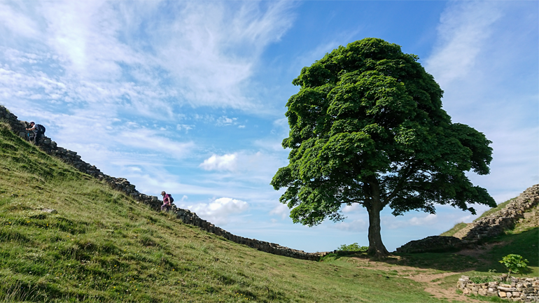 uniofleicester's tweet photo. News | Sycamore Gap sapling to be planted in University of Leicester Botanic Garden

🌳 https://t.co/mTU1Sl3Ruj

#CitizensOfChange https://t.co/ZAFKVRETdT
