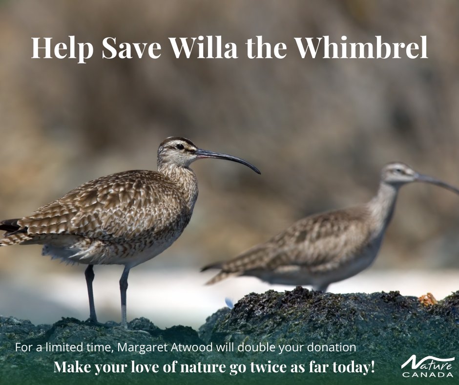 Meet Willa the Whimbrel

Hello, my name is Willa. I'm a Whimbrel, a large shorebird with a gracefully curved beak. I use my beak to dig tasty invertebrates out of the sand and mud, and to pluck ripe berries from bushes. Every year, I embark on an incredible journey, migrating