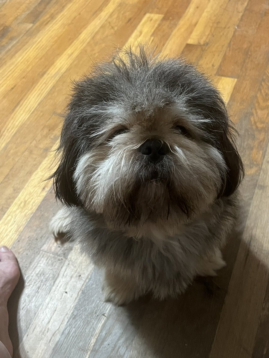 Mr_Sdlee01's tweet photo. @farmingandJesus He needs a hair cut. https://t.co/DeYVeCTvBA