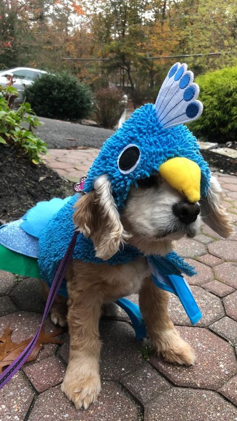Peacocks come in all shapes and sizes. 🦚🐶

📷: Ashley Murphy, Women's Softball Team

#SaintPetersUniversity