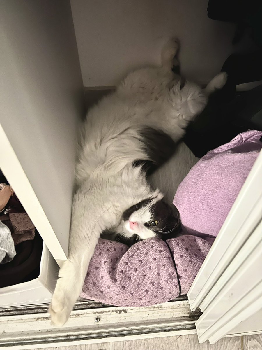 lucietozz's tweet photo. @ShouldHaveCat here is my collection https://t.co/gdxRVuRWAc